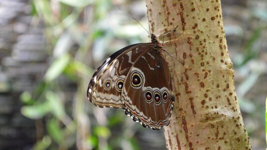 Nature animals