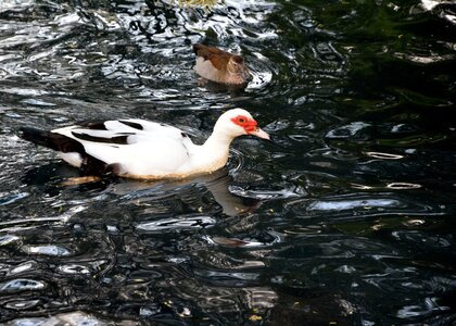 Pond swimming