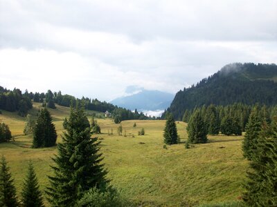 Fir landscape france