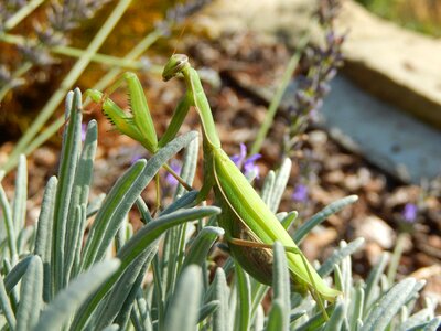 Animal winged insects green photo