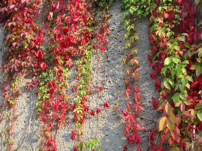 Leaves season october