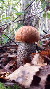 Mushrooms forest collect
