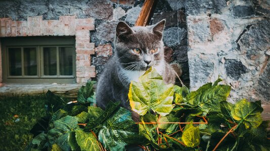 Cat leaves autumn