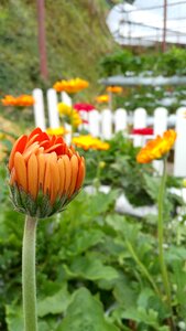 Orange nature