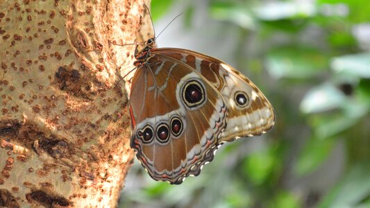 Nature animals