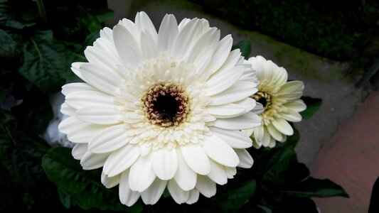 White nature