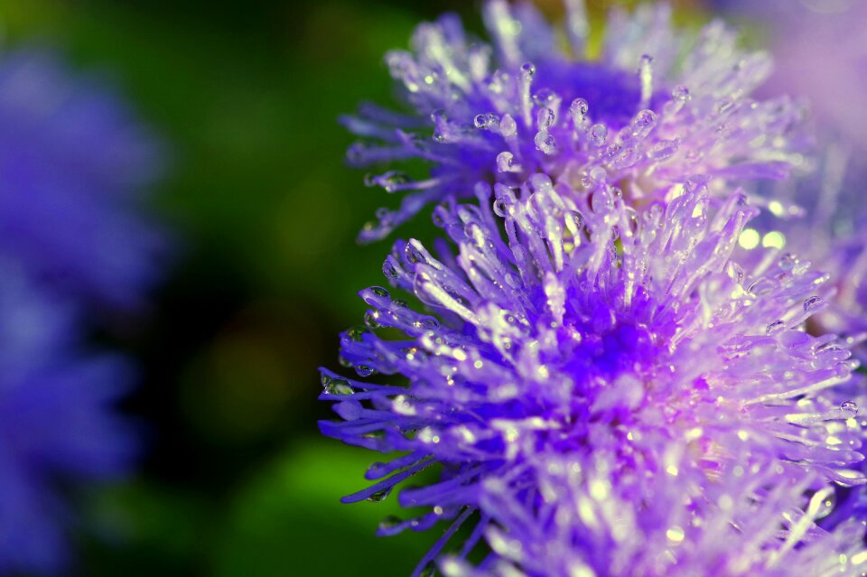 Tiny blue morning