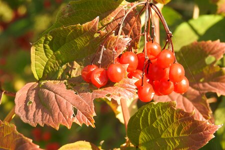 Berry red fall foliage autumn photo