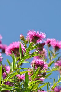 Sky garden nature photo