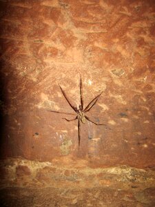 Arachnid close up legs