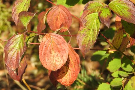 Fall foliage colorful leaves photo