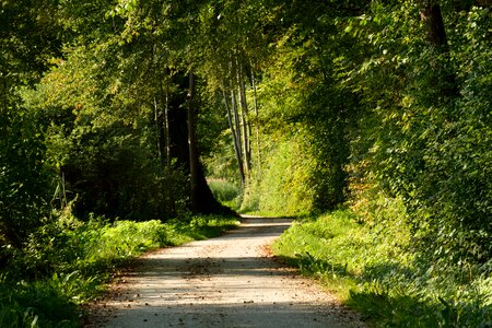 Trees lane trail photo