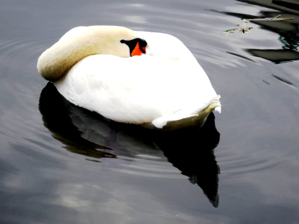 Bird nature swan pond
