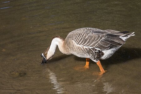 Water bird wild goose poultry photo