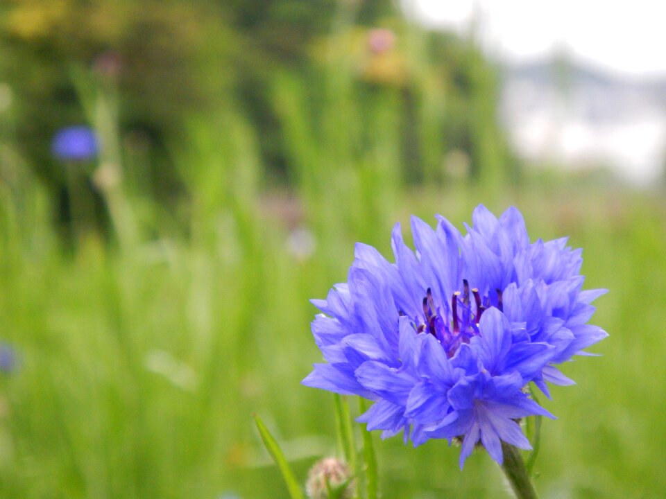 Cute forget-me-not garden