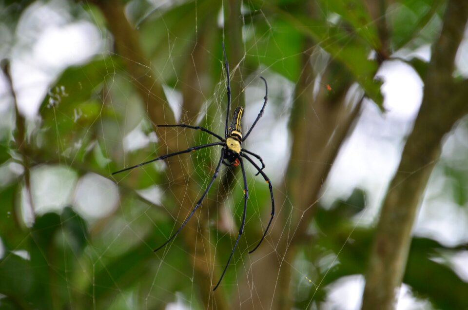 Spider pingtung county taiwu township