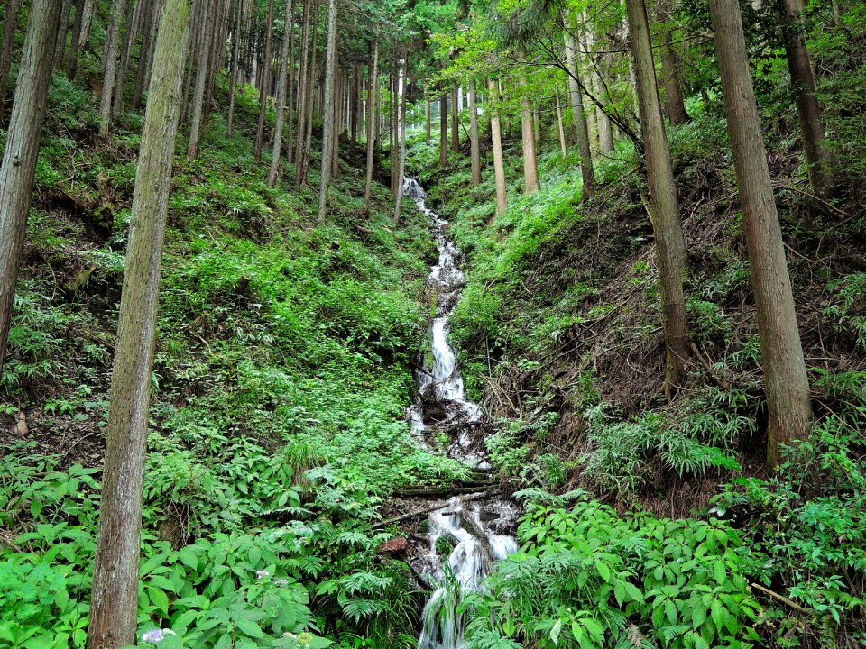 Arboretum forest branch