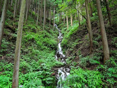 Arboretum forest branch photo