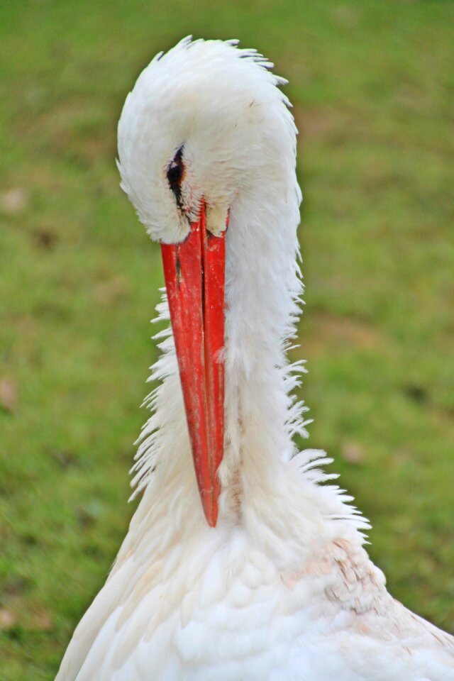 Rattle stork portrait white stork