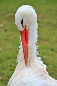 Rattle stork portrait white stork