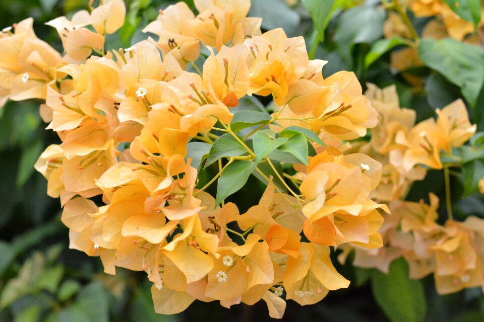 Orange petals bush