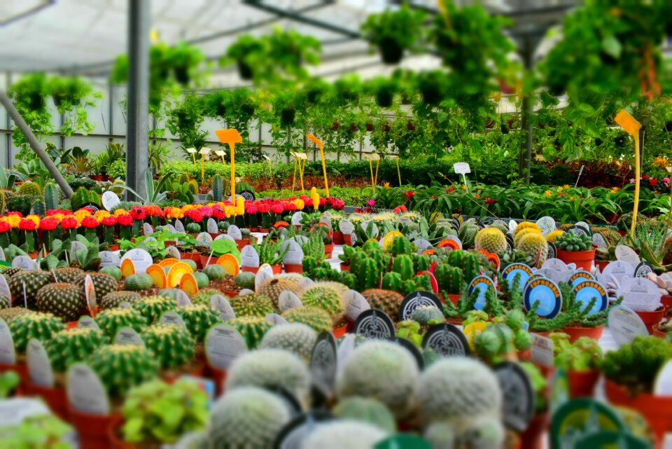 Flower market plants pots photo