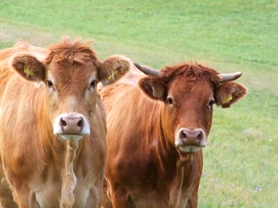 Brown cows curious animal photo