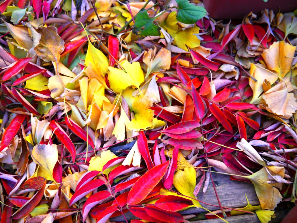 Huang gingko tree vivid color