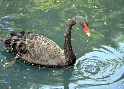 Pond swimming