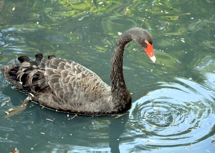 Pond swimming photo