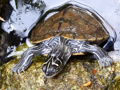 Turtle water reptile photo