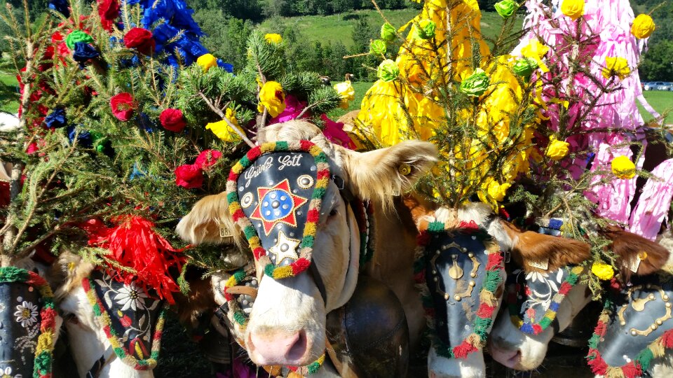 Cows almabtrieb photo