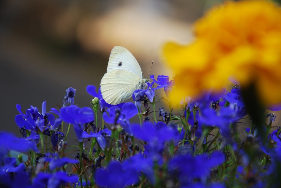 Insect flower blue