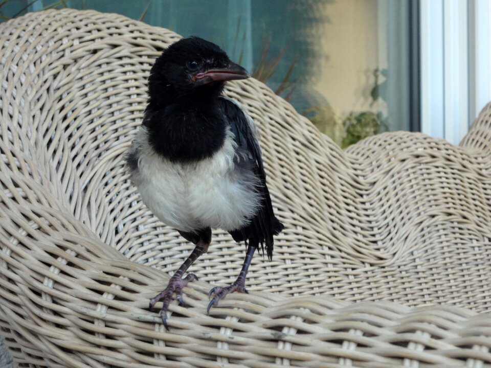 Elster bird young bird