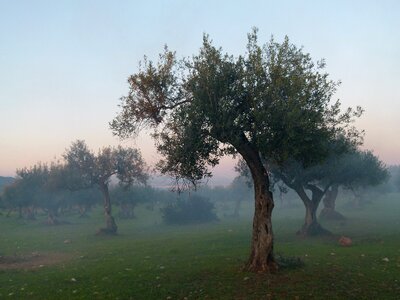 Olive tree fog mood photo