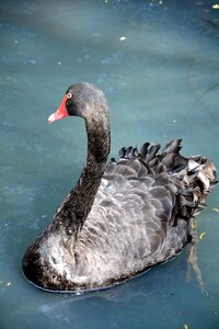Feathered bird swimming