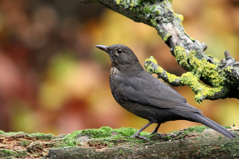 Blackbird bird autumn