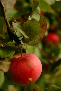 Fruit delicious fresh
