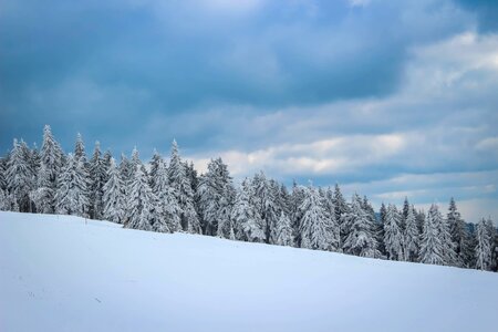 Nature winter forest photo