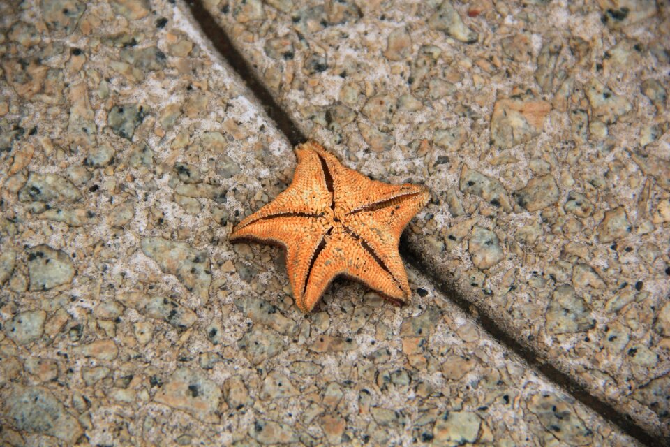 Dried echinoderm aquatic