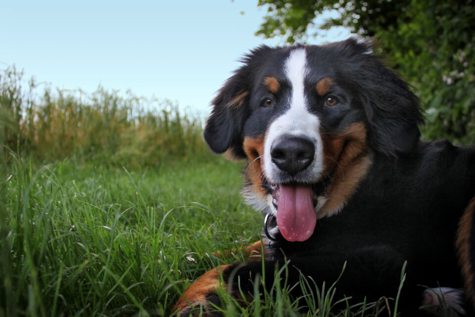 Animal senner dog pet