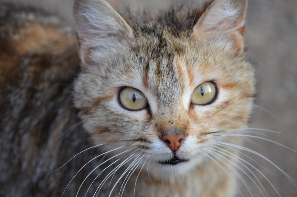 Cute cat face fur photo