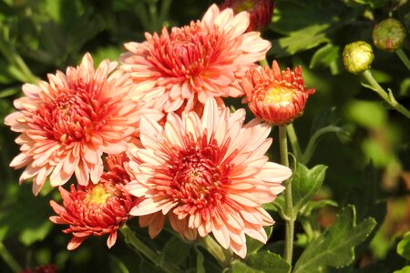 Fall asters autumn-flowers garden plant
