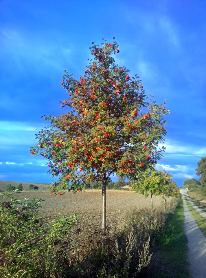Away landscape tree in the fall