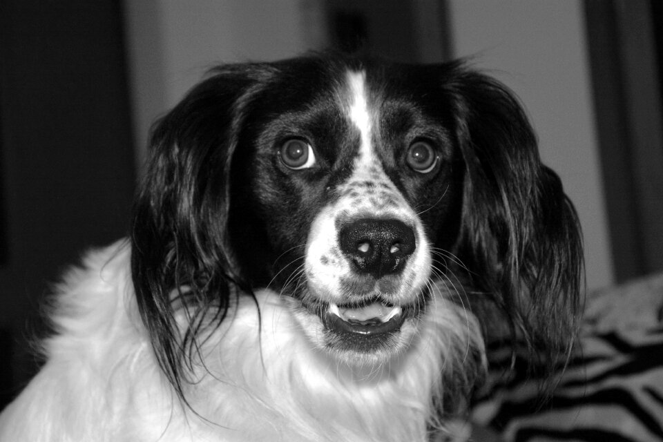 Friend white black animal