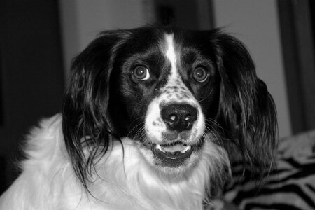 Friend white black animal