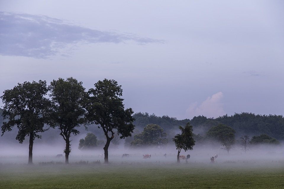 Rest meadow graze