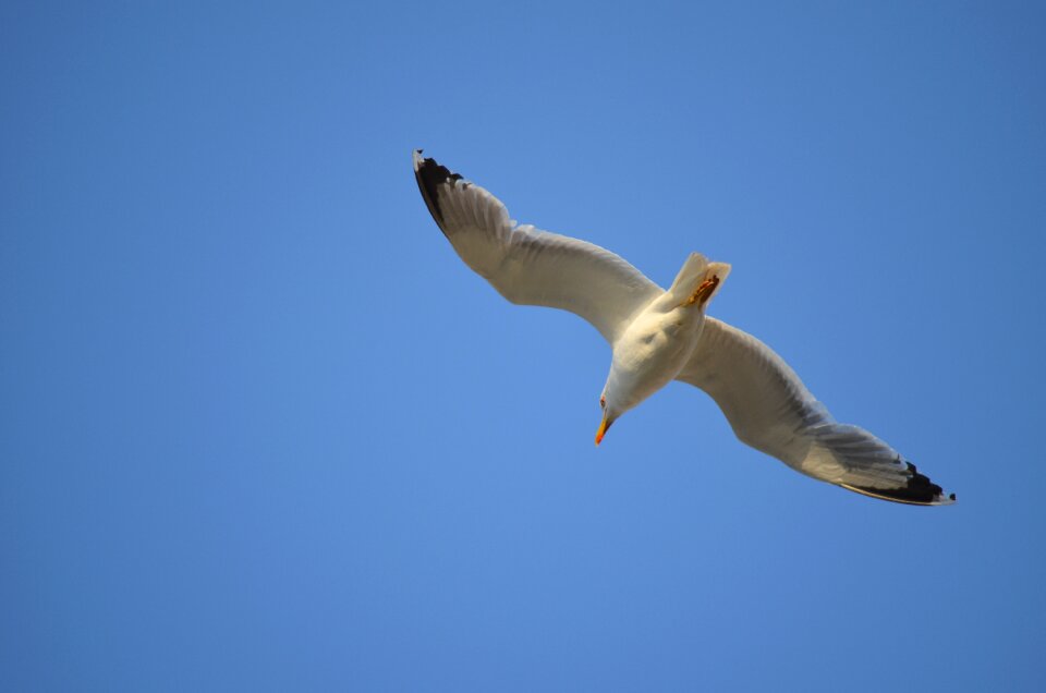 Seagull sky blue