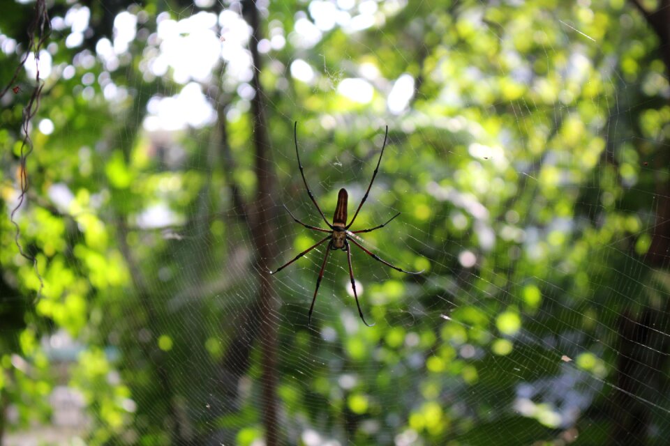 Animal insect natural