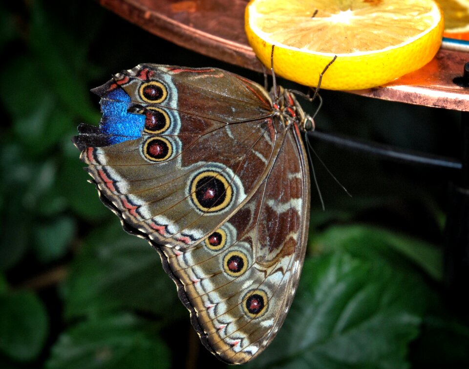 Brassolini mymphalid morphinae